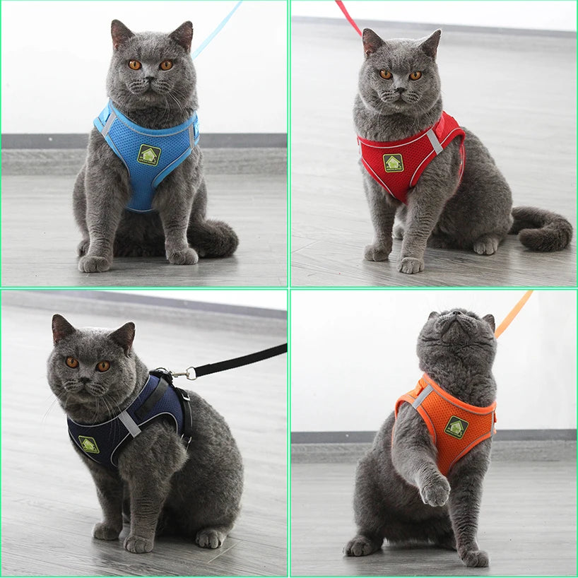 Chest collar for cat